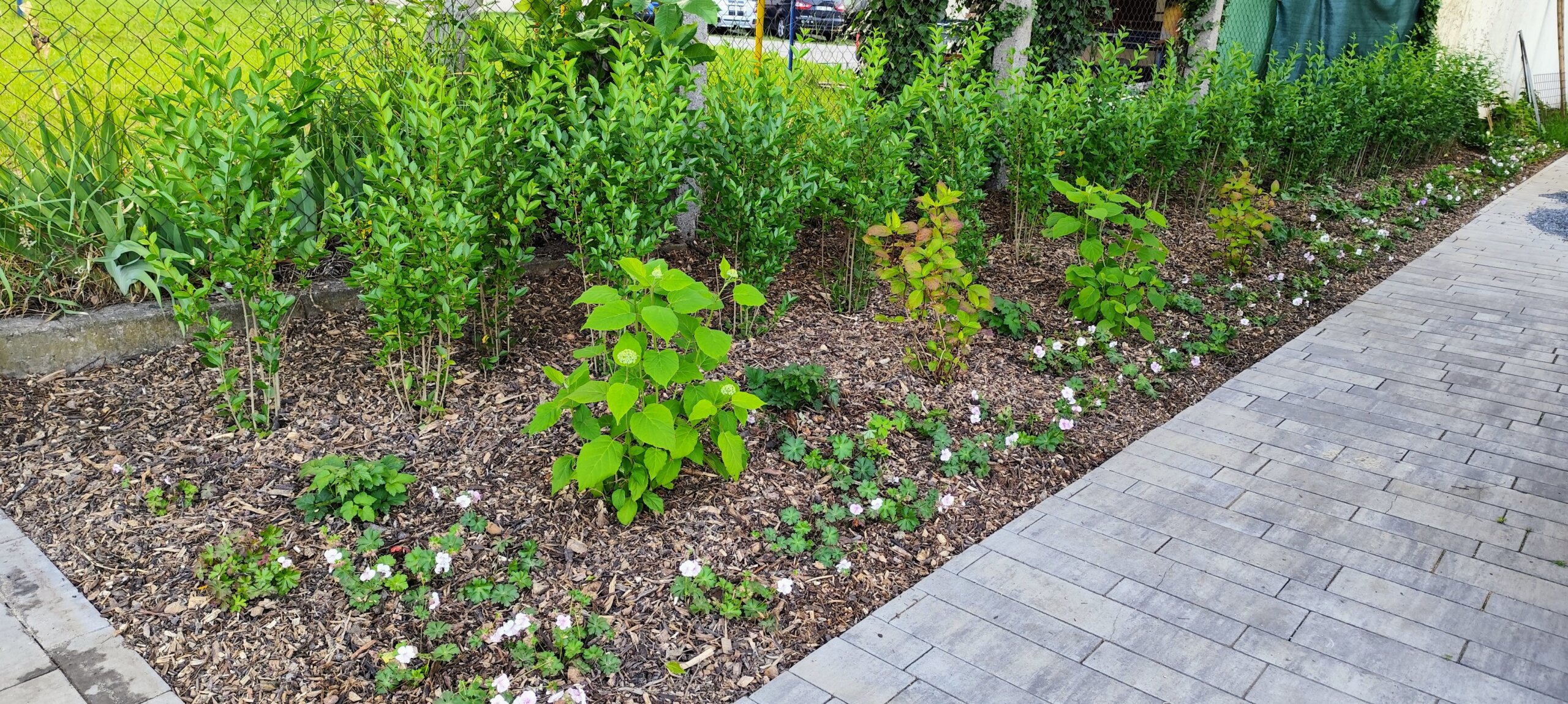 stálezelený živý plot, hortenzie a trvalkový podrost