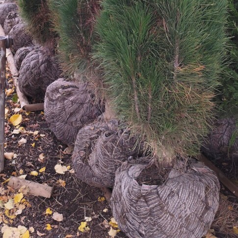 borovice černá, pinus nigra Green Tower