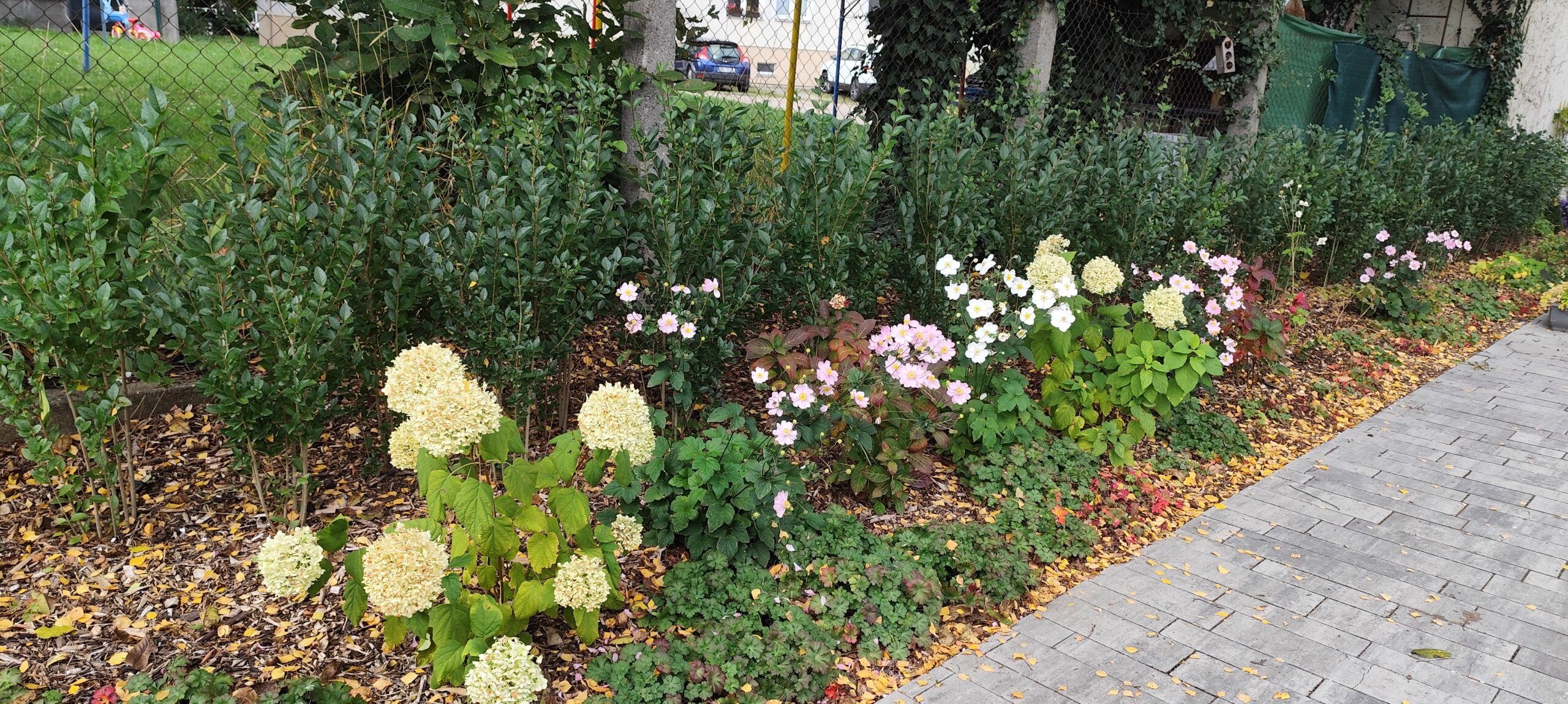 stálezelený živý plot, hortenzie a trvalkový podrost